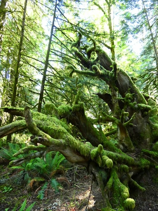 Cathedral grove et sa forêt primaire