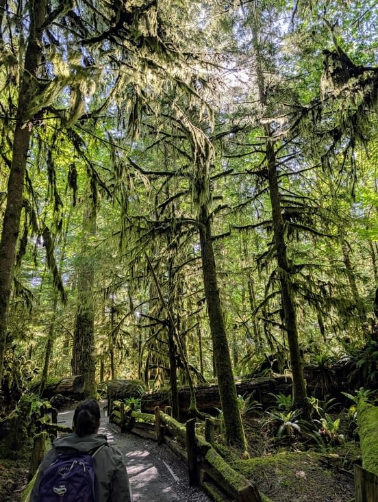 Le lichen qui donne un aspect magique à la forêt, surtout avec les rayons du soleil
