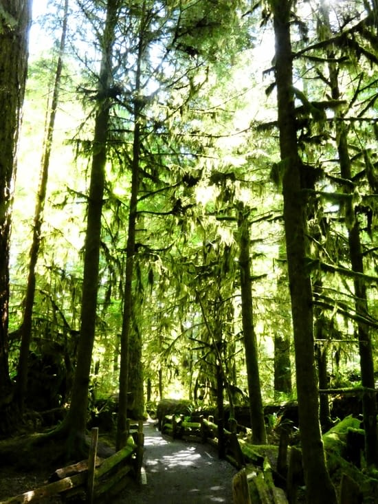 Un autre endroit rempli de lichen