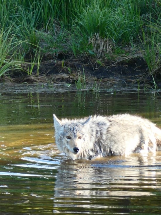 Beaucoup moins craintif de l'homme que le loup