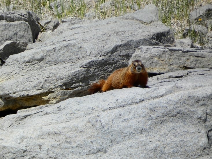 Une marmotte