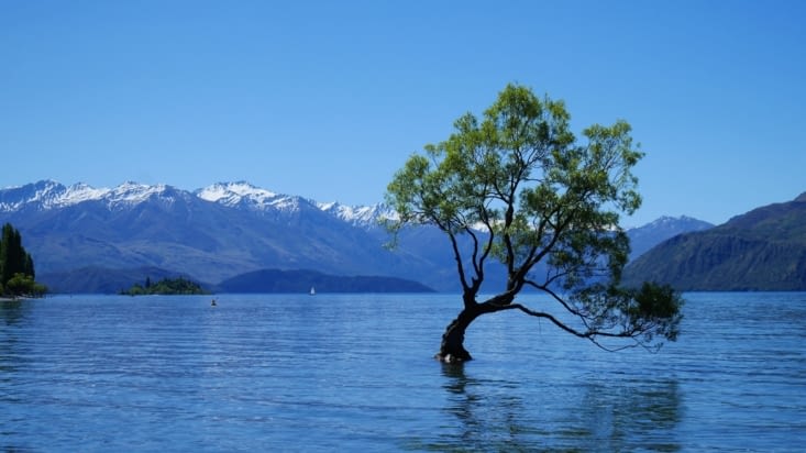 L'arbre le plus célèbre de Nouvelle-Zélande