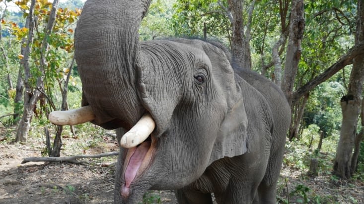 Le jeune (8 ans) éléphant tout sourire