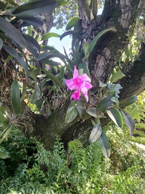 Cali, visite du jardin aux orquideas