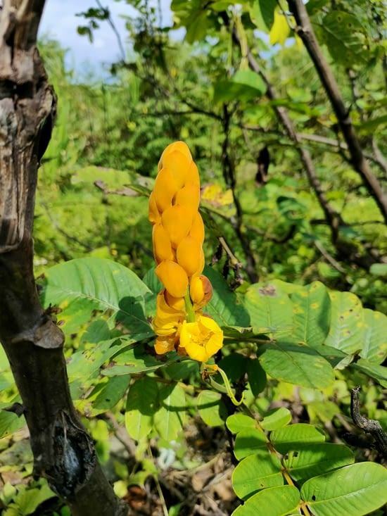 St Valentin, dite le avec des fleurs