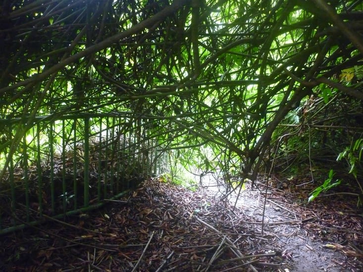 Embûche de taillis.