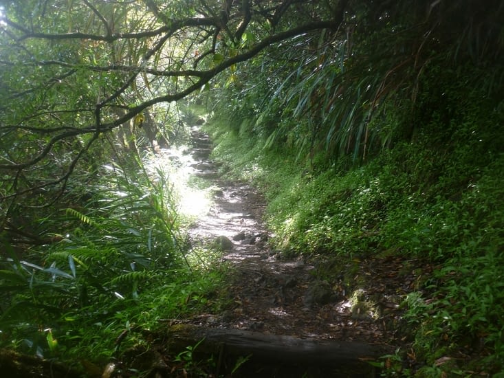 Montée vers la forêt.