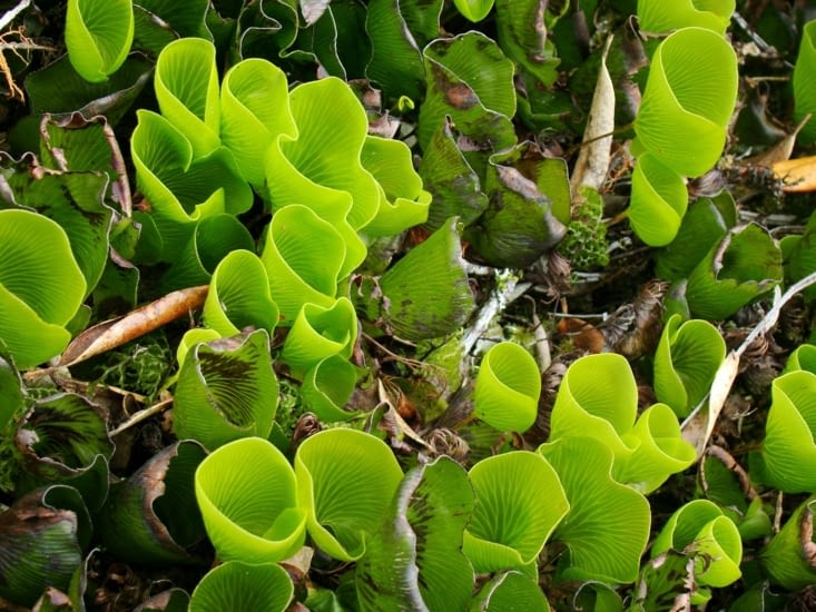 Drôle de végétation