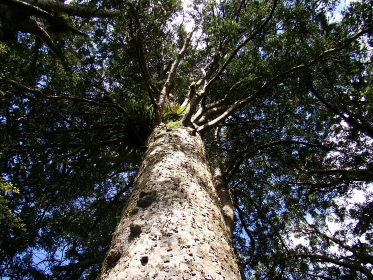Kauri tree