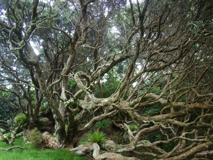 Pohutukawa tree - Arbre endémique et très présent sur les côtes du Northland