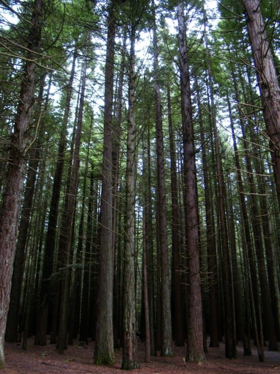 Redwood Forest - Sequoias géants