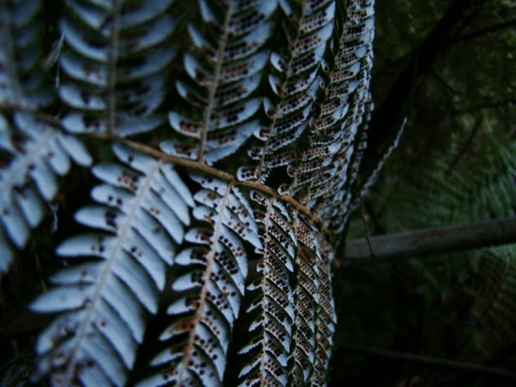 Silver fern (fougère argentée)
