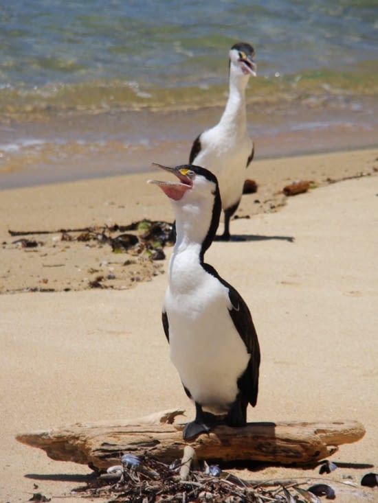 Petit pingouin -- Ehhh non. C'est un cormoran varié !