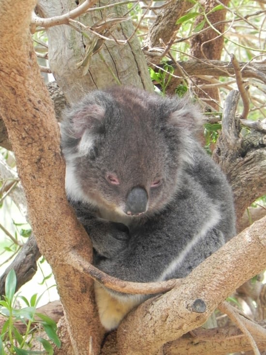 Un petit Koala