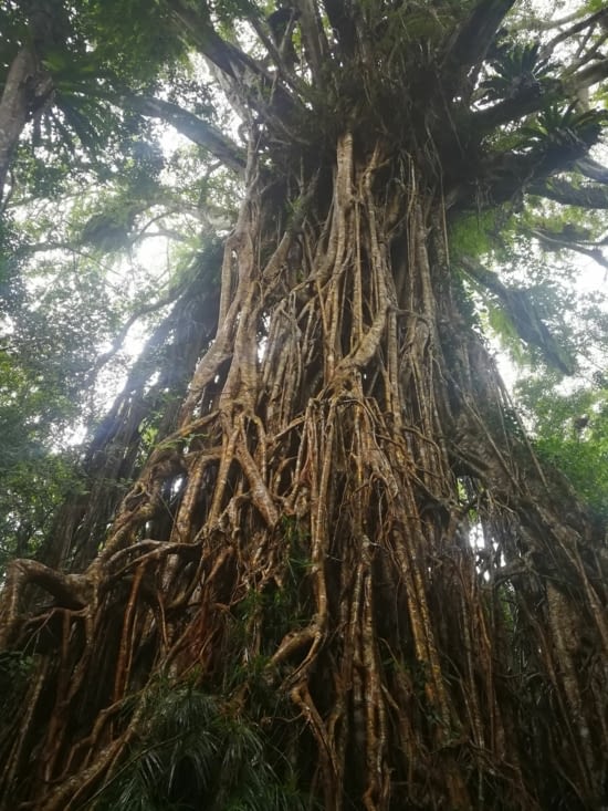 Cathedral fig tree