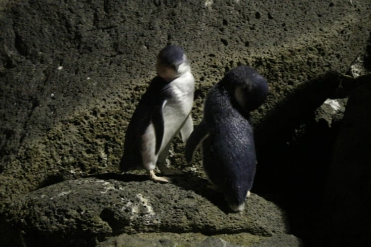 Les manchots de Magellan