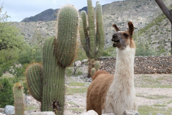 Le lama de Quilmes