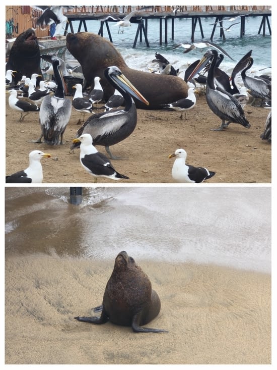 Les lions de mer en vedette à Valparaiso.