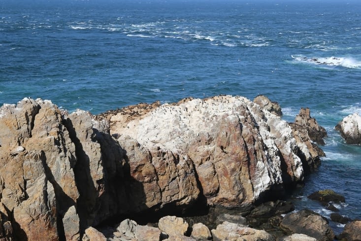 Très bonne cohabitation avec les mouettes