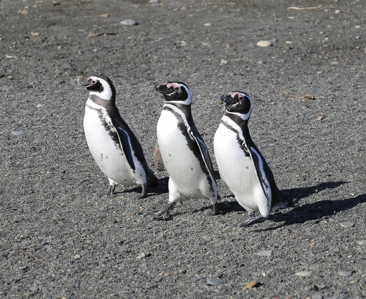 Les voilà : un joli trio 😍