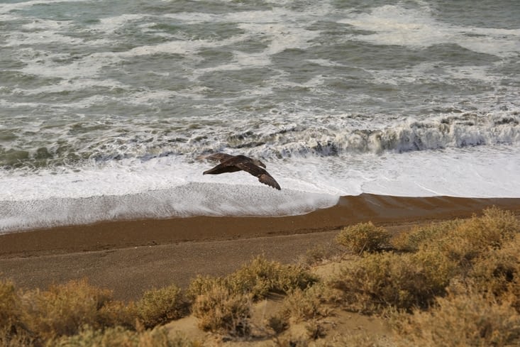 Pétrel géant du parc Monte Leone