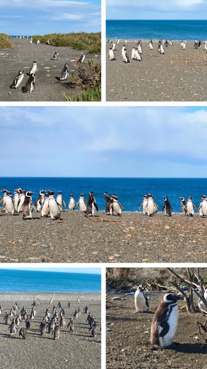 Manchots de Magellan