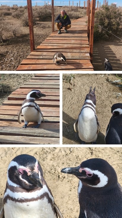 Le manchot est un peu timide mais surtout curieux !