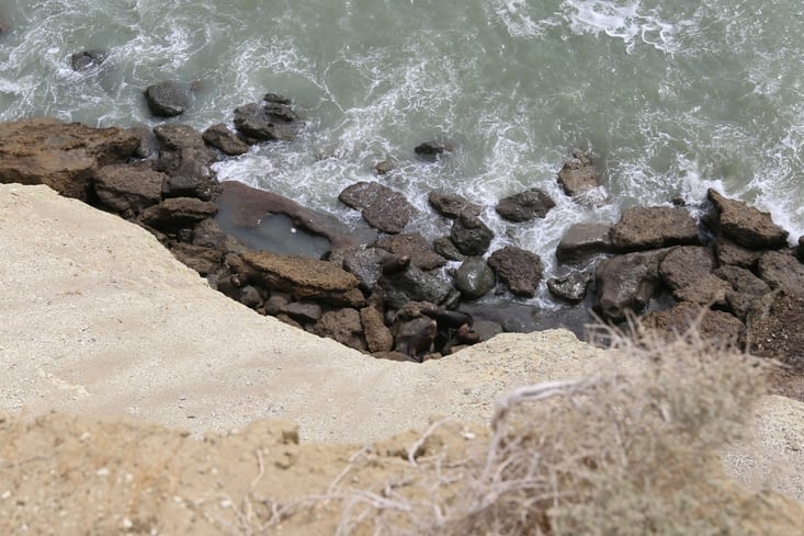 Une mère et ses petits.