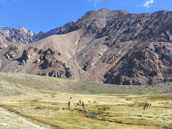 Guanacos et ciel bleu, tout était en place 😍