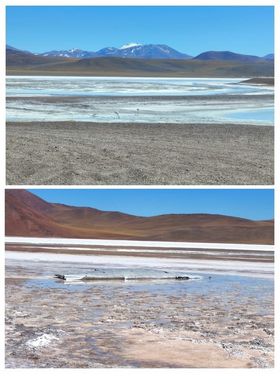 Flamants blancs et les restes d'un avion