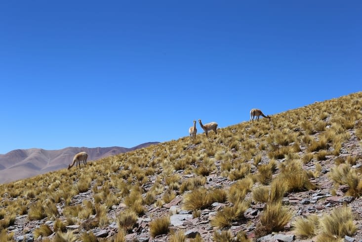 Vicuñas dans la montée au 1er sommet à 4478 m, la veille du 5000 m