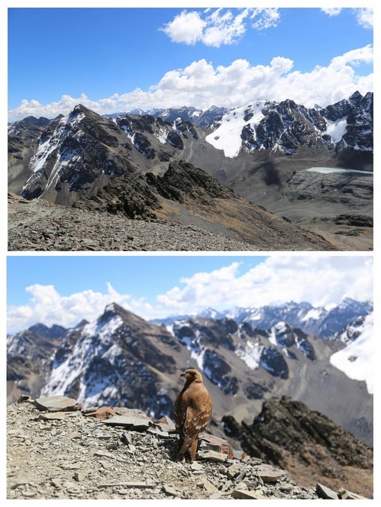 Notre copain rapace peu farouche sur fond de Cordillère Royale