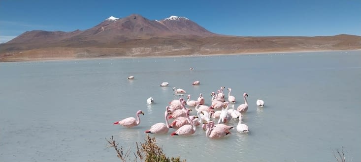 Lagune Hedionda et ses flamants.