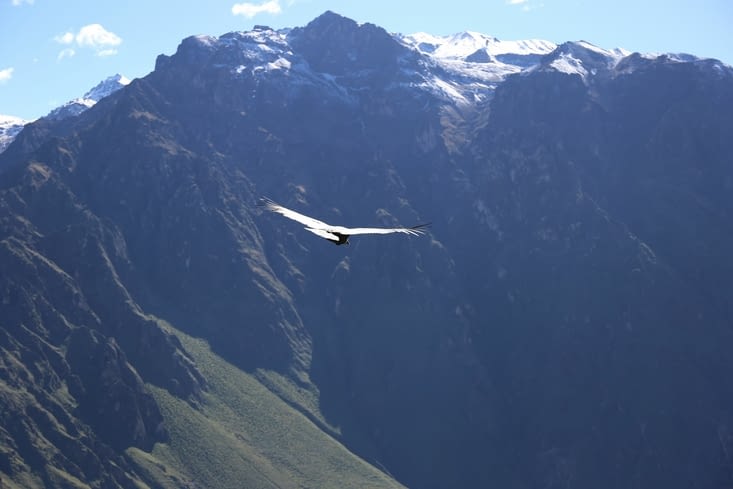 Majestueux…