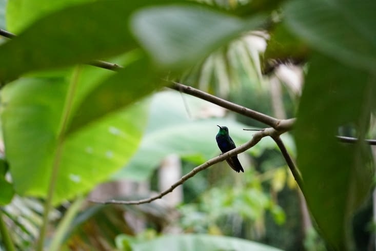 Colibri du matin