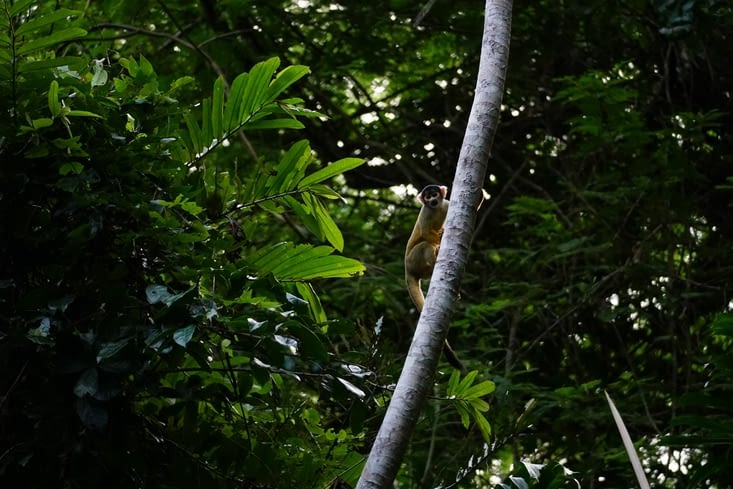 Singe malicieux