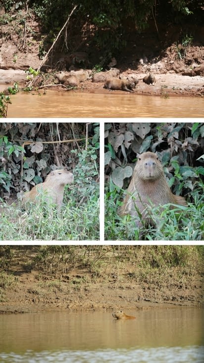 Capibara sous toutes les coutures 😋