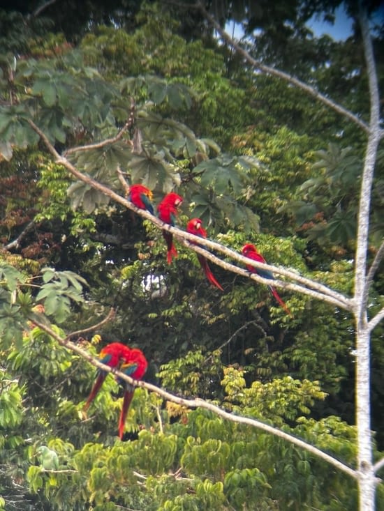 Rouge flamboyant