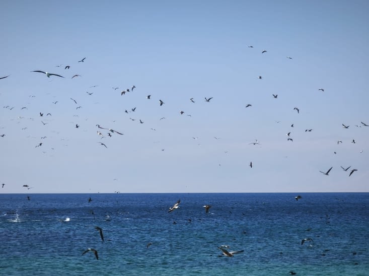 Oiseaux en chasse