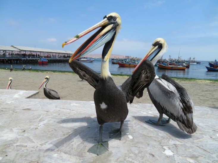 Des Pelicans