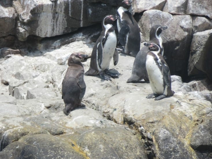 La famille pingouin