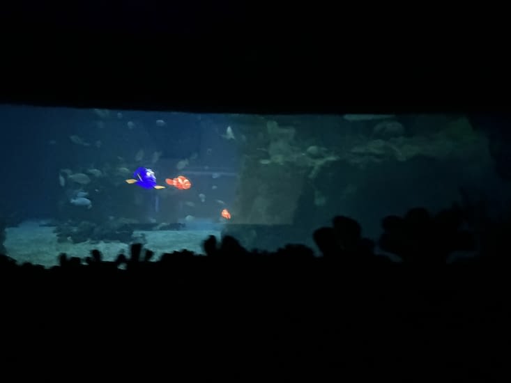Dans attraction Nemo il y a un aquarium géant