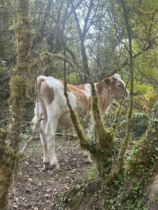 Vache sur le sentier forestier