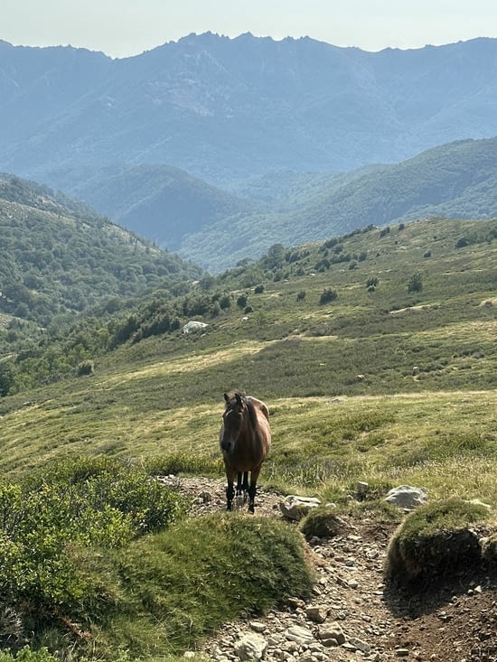 Vue de chevaux sauvages.2
