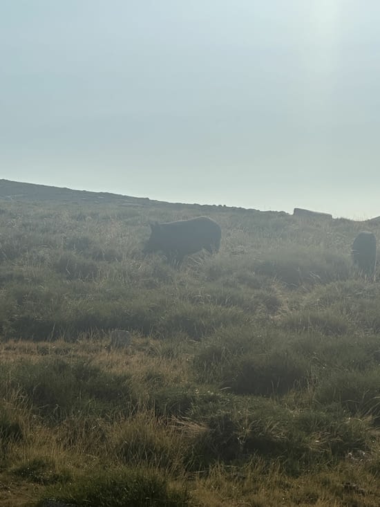 Vue de cochons sauvages.2