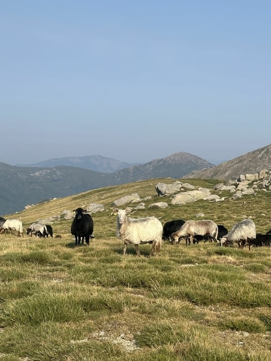 Vue d'un troupeau d'ovins d'Ese