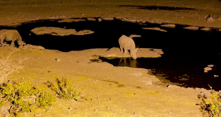 le rhinocéros