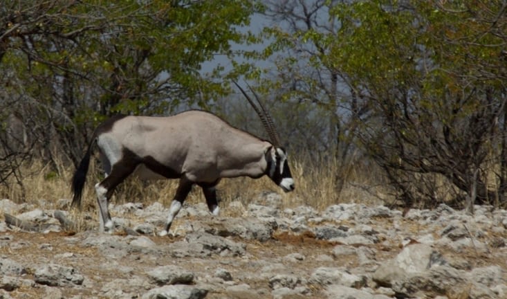 un oryx