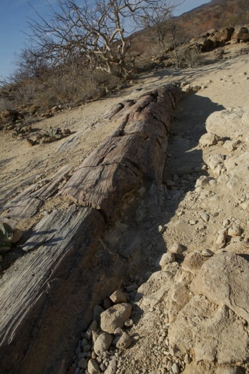 un géant millénaire