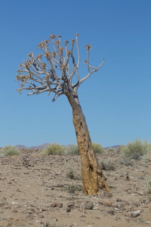 arbre centenaire